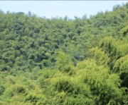 竹子的特點有哪些？